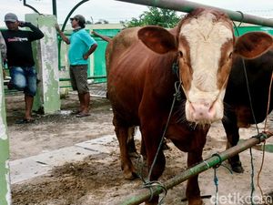 Pasar Hewan Bojonegoro Sepi Imbas Wabah PMK