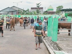 Pasar Hewan di Bojonegoro Tetap Buka Meski Wabah PMK Tinggi