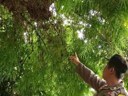 Rombongan Siswa SD Pati Diserang Tawon Vespa, 10 Anak Luka