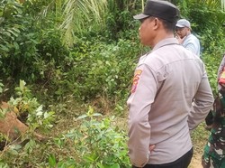 1 Ekor Sapi Mati di Lahan Perkebunan Sawit, Diduga Dimangsa Harimau