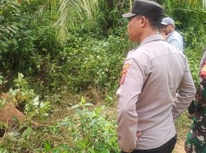 1 Ekor Sapi Mati di Lahan Perkebunan Sawit, Diduga Dimangsa Harimau 1 Ekor Sapi Mati di Lahan Perkebunan Sawit, Diduga Dimangsa Harimau