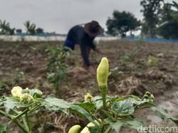 Pupus Harapan Carnimah Raup Cuan dari Cabai Setan gegara Serangan Tikus