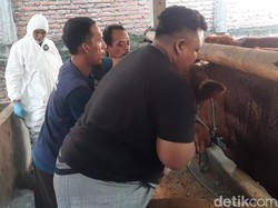 Distribusi Vaksin PMK Mulai Diberikan ke Peternak Kota Kediri di 3 Lokasi