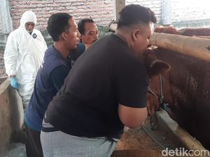 Distribusi Vaksin PMK Mulai Diberikan ke Peternak Kota Kediri di 3 Lokasi Distribusi Vaksin PMK Mulai Diberikan ke Peternak Kota Kediri di 3 Lokasi