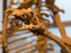 Ilmuwan Terkejut Tahu Fakta Fosil Manusia Tertua di Jepang