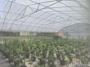 Melihat Joglo Tani Jogja yang Berdayakan 1.500 Anak Tak Mampu hingga Sarjana