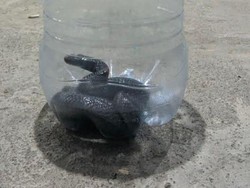 Sederet Penyebab dan Cara Mencegah Ular Masuk ke Rumah