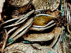 Terungkapkan Sejarah Kelam Lewat Tumpukan Koin Perak Kuno