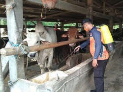 342 Kasus PMK di Gresik, BPBD Semprot Disinfektan di Pasar Hewan