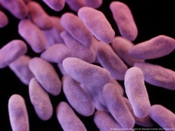 Riset di Negara Berkembang Bisa Bantu Akhiri Tren Resistensi Antimikroba