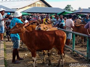 Peternak di Lombok Timur Anggap Enteng Masalah PMK, Disnak Antisipasi Peternak di Lombok Timur Anggap Enteng Masalah PMK, Disnak Antisipasi