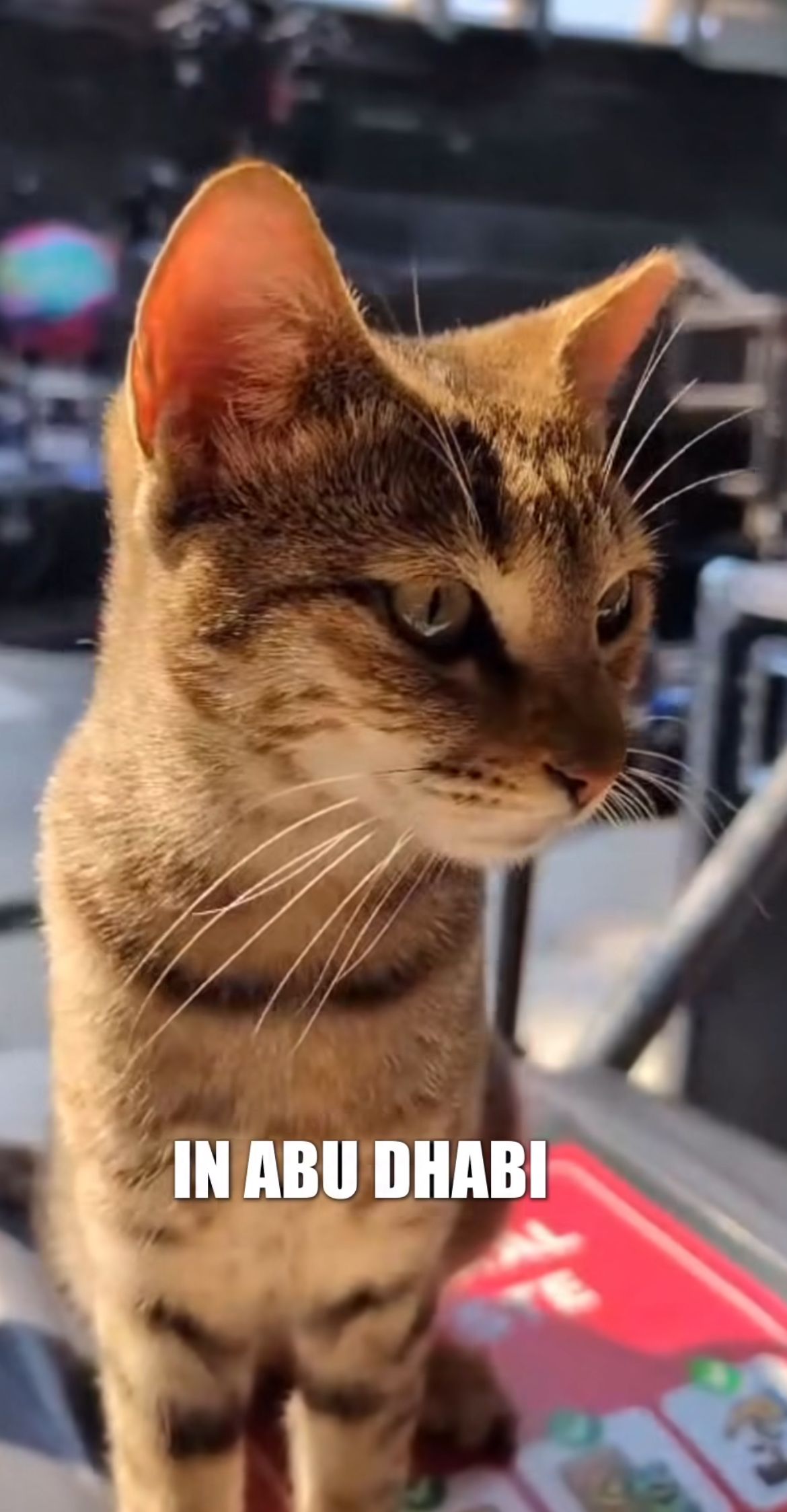 Super Gemas! Kucing Ini Jadi Kru di Konser Coldplay di Abu Dhabi, Bikin Konten A Day In My Life