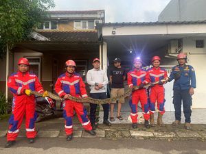 Ular Piton 4,5 Meter Masuk Plafon Rumah Warga di Makassar, Damkarmat Evakuasi