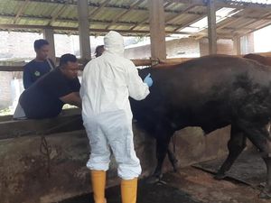 Penyakit Mulut Dan Kuku Semakin Mewabah, Sapi di Kota Kediri Mulai Divaksin