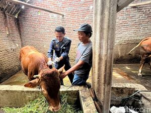 Sapi Terjangkit PMK di Mojokerto Bertambah, Vaksinasi Baru Dimulai Sapi Terjangkit PMK di Mojokerto Bertambah, Vaksinasi Baru Dimulai