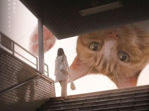 Begini Kalau Kucing Lebih Besar dari Manusia, Masih Berani Elus?