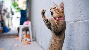 Deretan Foto yang Dijepret di Waktu yang Tepat, Menarik Banget