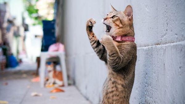 Deretan Foto yang Dijepret di Waktu yang Tepat, Menarik Banget