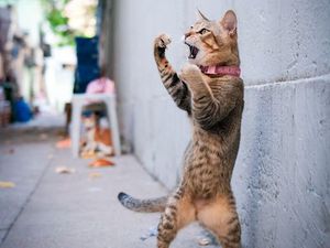 Deretan Foto yang Dijepret di Waktu yang Tepat, Menarik Banget