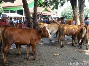 Harga Sapi di Pasar Hewan Kota Probolinggo Turun 30% Dampak Wabah PMK Harga Sapi di Pasar Hewan Kota Probolinggo Turun 30% Dampak Wabah PMK