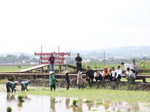 Jokowi Pantau Penanaman Padi Biosalin di Semarang Jokowi Pantau Penanaman Padi Biosalin di Semarang