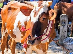 Wabah PMK Sapi Merebak, Warga Situbondo Pakai Ramuan Herbal Polo Pendem