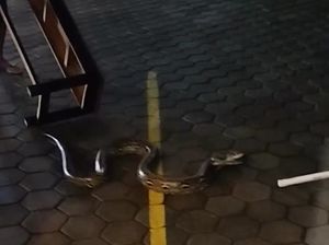 Momen Dramatis Warga Tangkap Sanca 2 Meter Ngumpet di Warung Ngemplak Sleman