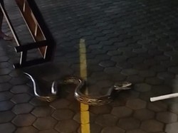 Ular Sanca 2 Meter Ngumpet di Warung Ngemplak Dievakuasi Warga