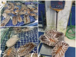 Bathynomus vaderi, Serangga Laut Raksasa Ini Mirip Darth Vader di Star Wars Bathynomus vaderi, Serangga Laut Raksasa Ini Mirip Darth Vader di Star Wars