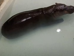 Kenalin Nih! Bayi Kuda Nil Kerdil Poppy, Siap Saingi Ketenaran Moo Deng