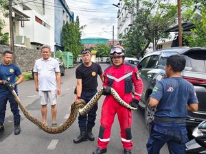 Damkarmat Makassar Evakuasi Ular Piton 5 Meter di Plafon Rumah Warga