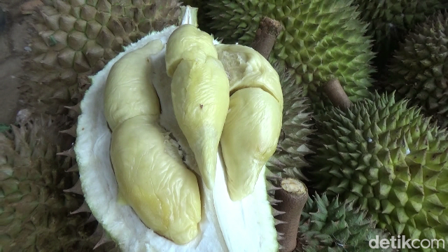 Durian mini di lereng Gunung Semeru.