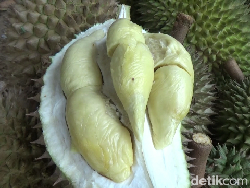 Manis Legit! Durian Mini yang Istimewa dari Lereng Gunung Semeru