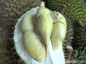 Manis Legit! Durian Mini yang Istimewa dari Lereng Gunung Semeru Manis Legit! Durian Mini yang Istimewa dari Lereng Gunung Semeru