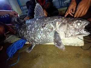 Cerita Penemuan Ikan Purba yang Tiba-tiba Dekati Perahu Nelayan Cerita Penemuan Ikan Purba yang Tiba-tiba Dekati Perahu Nelayan