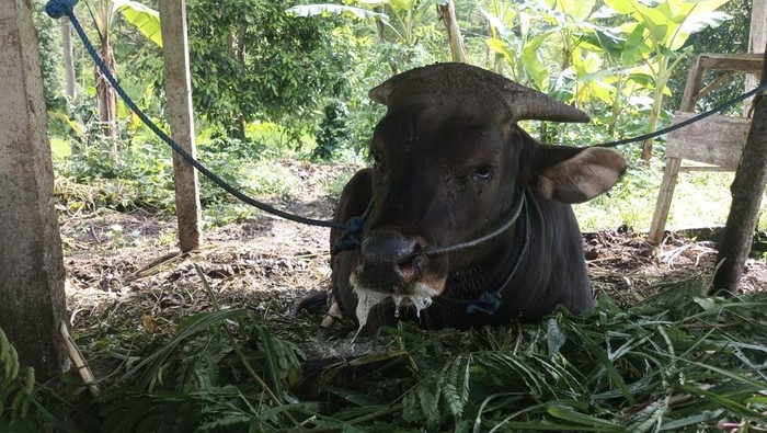 Kondisi ternak sapi milik warga Desa Besakih, Kecamatan Rendang, Karangasem, yang mengalami sakit dengan tanda-tanda seakan-akan penyakit lisan dan kuku (PMK).(Foto: Istimewa) Kondisi ternak sapi milik warga Desa Besakih, Kecamatan Rendang, Karangasem, yang mengalami sakit dengan tanda-tanda seakan-akan penyakit lisan dan kuku (PMK).(Foto: Istimewa)