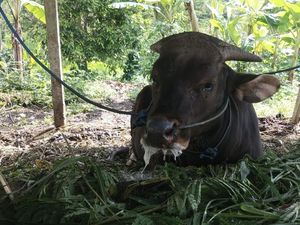 Peternak di Karangasem Resah, Sapi Peliharaan Sakit dengan Gejala Mirip PMK Peternak di Karangasem Resah, Sapi Peliharaan Sakit dengan Gejala Mirip PMK