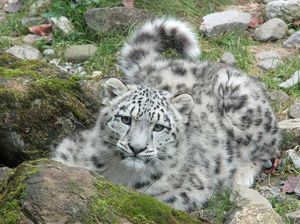 Ini Alasan Macan Tutul Salju Bisa Hidup Selain di Dataran Tinggi dan Bersalju