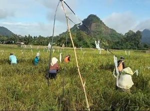 Sempat 3 Kali Gagal, Petani di Mura Kini Bersyukur Bisa Panen Padi