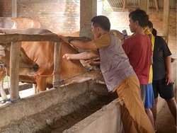 Virus PMK Bisa Tersebar Lewat Udara dan Angin, Ini Penjelasan Dokter Hewan