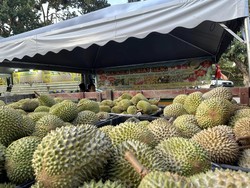 Durian RI Belum Tembus Ekspor ke China, Thailand-Vietnam Kuasai Pasar