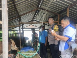Cegah Wabah PMK, Mantri Ternak dan Polisi Door to Door Vaksin Sapi