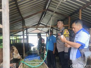 Cegah Wabah PMK, Mantri Ternak dan Polisi Door to Door Vaksin Sapi Cegah Wabah PMK, Mantri Ternak dan Polisi Door to Door Vaksin Sapi