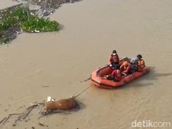 8 Sapi Mengapung di Bengawan Solo Bojonegoro karena Suspect PMK