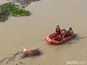 8 Sapi Mengapung di Bengawan Solo Bojonegoro karena Suspect PMK 8 Sapi Mengapung di Bengawan Solo Bojonegoro karena Suspect PMK