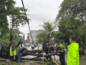 Angin Kencang Tumbangkan Pohon di Labuan Bajo, Lalu Lintas Sempat Terganggu