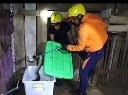 Ular Piton 2,5 Meter Ditangkap Saat Lilit Leher Ayam di Lubuklinggau