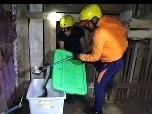Ular Piton 2,5 Meter Ditangkap Saat Lilit Leher Ayam di Lubuklinggau Ular Piton 2,5 Meter Ditangkap Saat Lilit Leher Ayam di Lubuklinggau