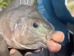 Nelayan Temukan Ikan Nila Unik, Bibir Merahnya Curi Perhatian