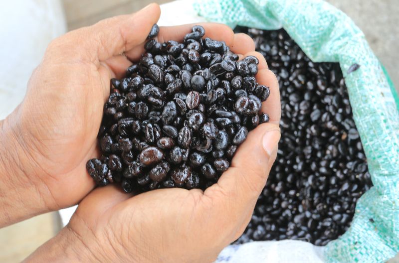 Pekerja menunjukkan biji kopi robusta setelah proses penyangraian di salah satu tempat produksi UD Berkat Kopi Jaya Desa Ujong Baroh, Johan Pahlawan, Aceh Barat, Aceh, Senin (20/1/2025). Dalam sehari pelaku usaha mampu memproduksi bubuk kopi secara tradisional sebanyak 120 hingga 220 kilogram atau 5.720 kilogram per bulan yang kemudian dipasarkan ke sejumlah daerah di Aceh dan Sumatera Utara dengan harga jual berkisar antara Rp40.000 hingga Rp120.000 per kilogram tergantung kualitas biji kopi. ANTARA FOTO/Syifa Yulinnas/YU